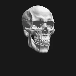 Skull